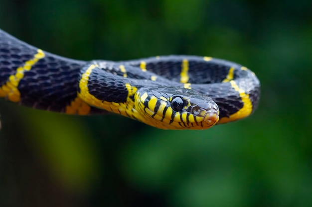 Boiga snake ready to attack Boiga dendrophila animal closeup