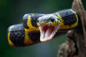 Free photo boiga snake ready to attack boiga dendrophila animal closeup