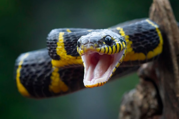 Boiga snake ready to attack Boiga dendrophila animal closeup