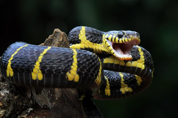 Boiga snake ready to attack Boiga dendrophila animal closeup