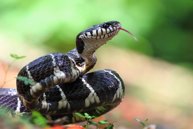 Boiga snake ready to attack