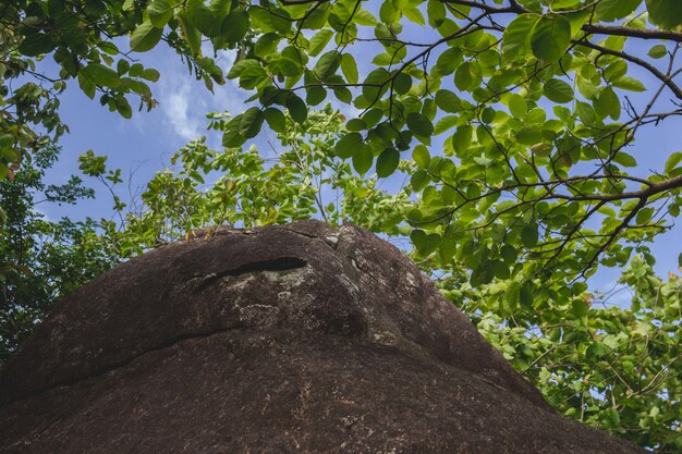 Bolder with trees all around