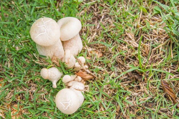 Bolete