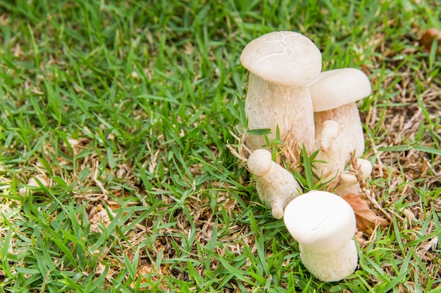 Foto gratuita bolete