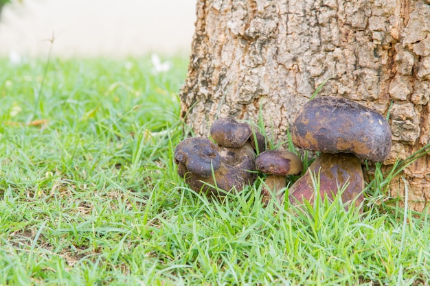 Free photo bolete