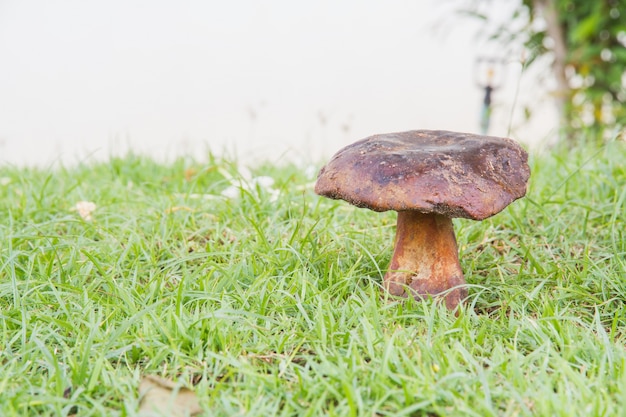 Free photo bolete