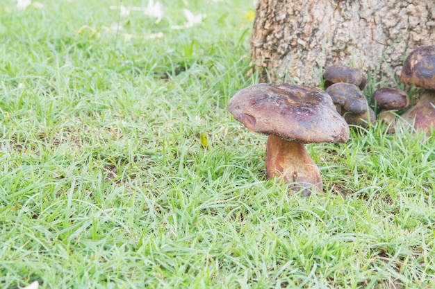 Bolete