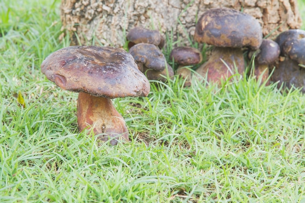 Bolete