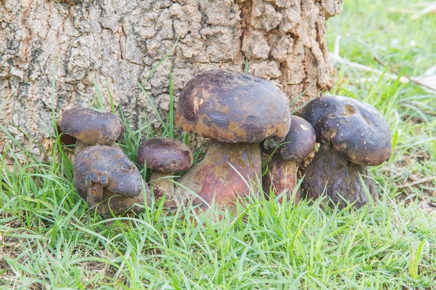 Free photo bolete