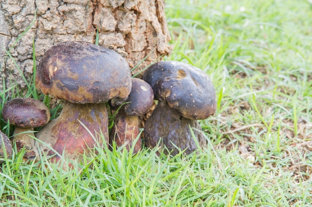 Bolete