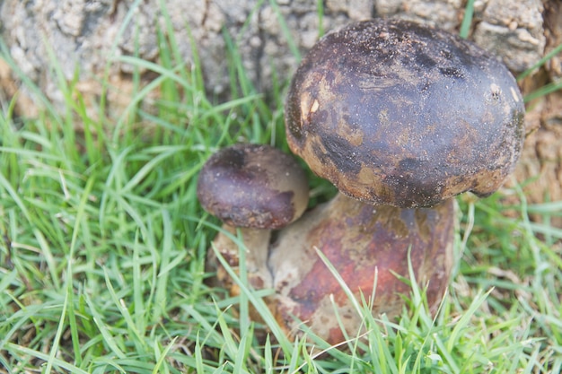 Bolete