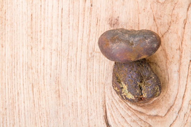 Foto gratuita bolete