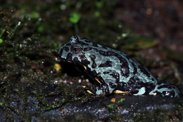 Bombina blue orientalis closeup on moss