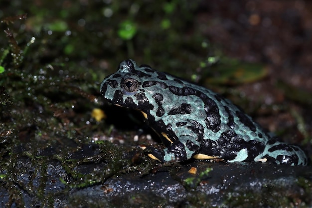 Bombina blue orientalis closeup on moss