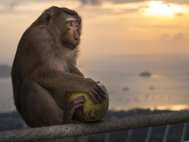 Macaco del cofano che si siede su un'inferriata e che tiene una noce di cocco verde