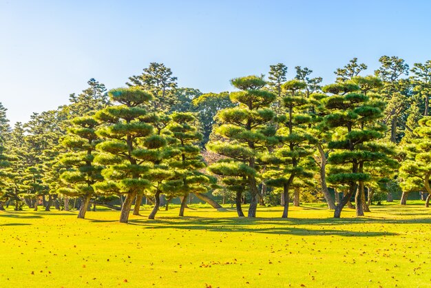 Бонсай дерево в саду императорского дворца в Токио города Японии