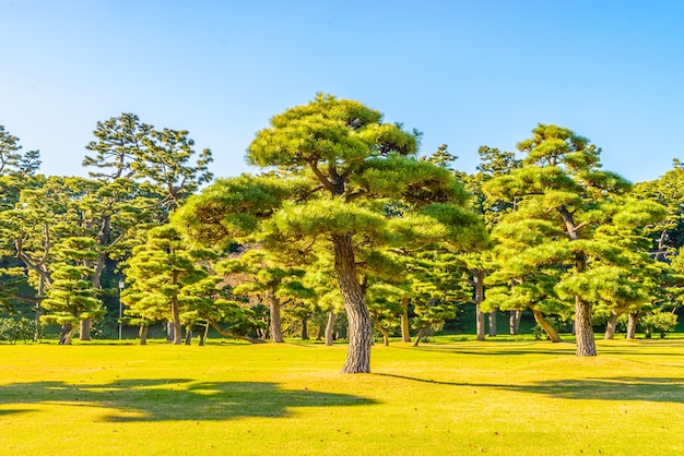 Бонсай дерево в саду императорского дворца в Токио города Японии