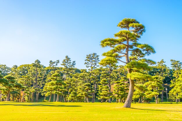 東京都皇居の庭にある盆栽