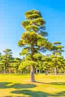 Foto gratuita albero dei bonsai nel giardino del palazzo imperiale alla città giappone di tokyo