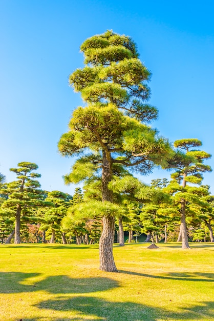 東京都皇居の庭にある盆栽