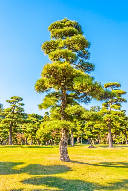 Bonsai tree in the garden of imperial palace at tokyo city Japan