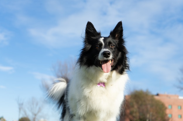 Border Collie panting under the sunlight