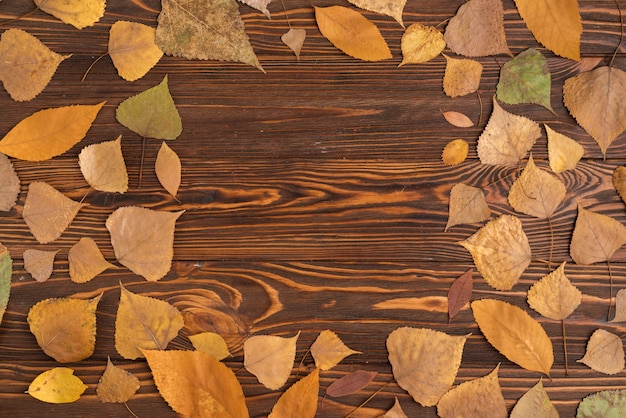 Border from dried leaves