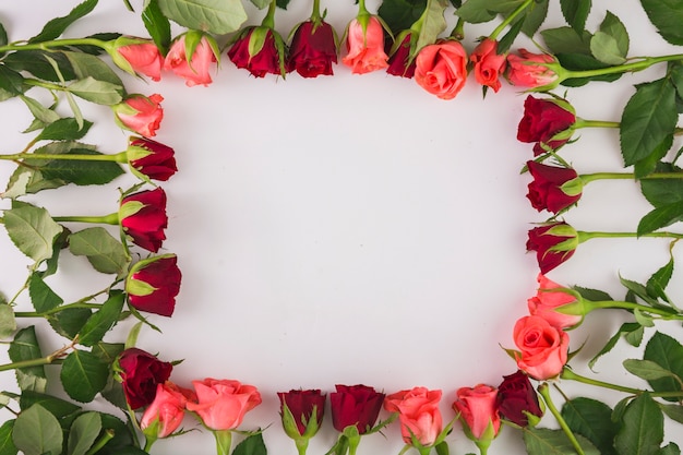 Free photo border from roses
