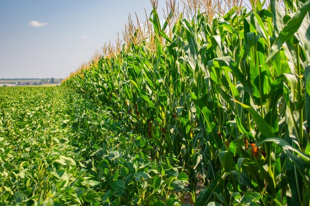 Premium Photo Border Of Soybean And Corn Fields In Summer