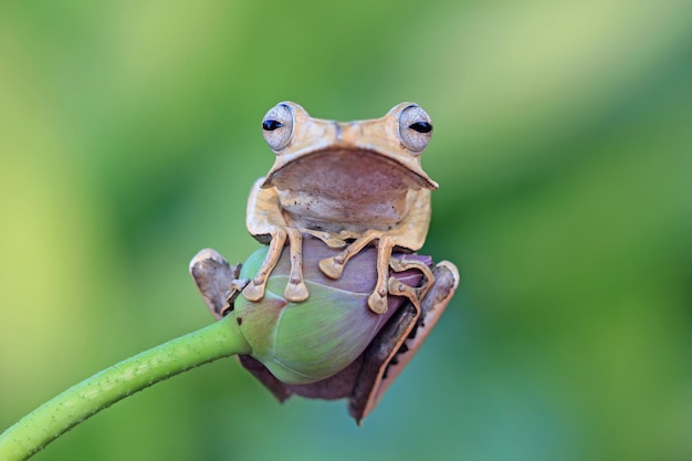 Borneo Eared frog on bud Polypedates otilophus closeup