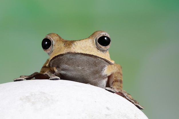 Free photo borneo eared frog on stone