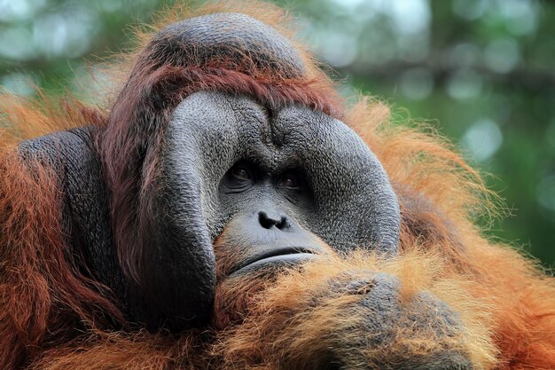 Borneo orangutan closeup face animal closeup