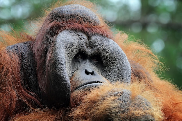 Borneo orangutan closeup face animal closeup