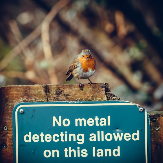 Foto gratuita un robin prepotente su un cartello