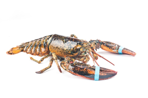 Free photo boston lobster isolated on white background.
