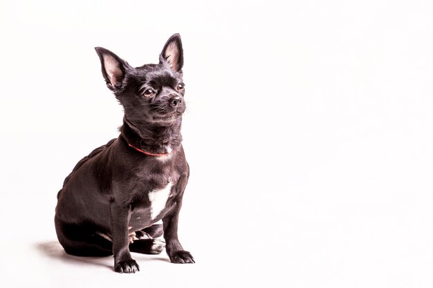 Boston terrier puppy dog sitting on white background