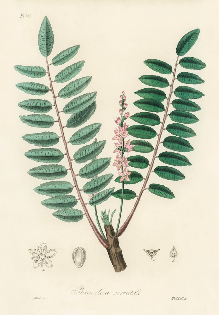 Бесплатный Фотография иллюстрация boswellia serrata из medical botany (1836)