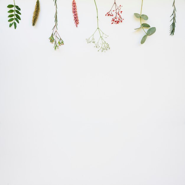 Botanical background with branches on top