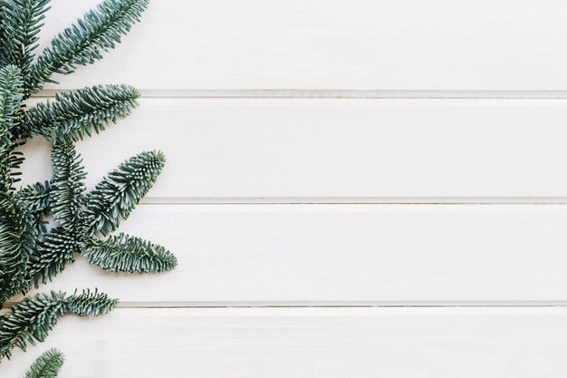 Botanical background with fir on left