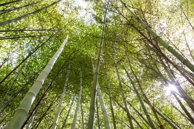 Botanical bamboo forest in daylight