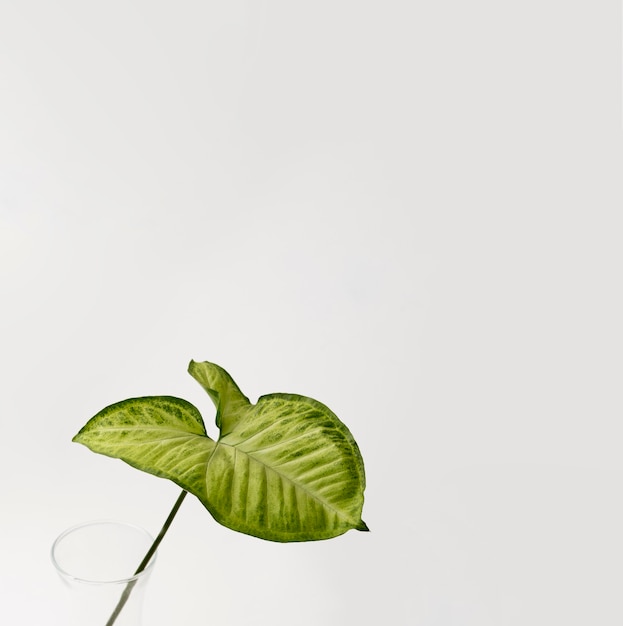 Botanical foliage leaf with copy space