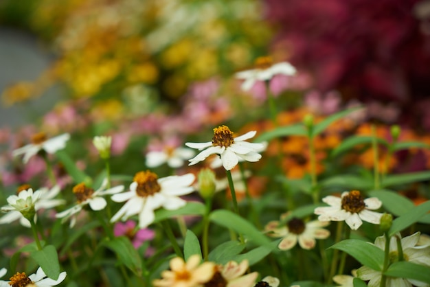 botanical garden colorful yellow pink