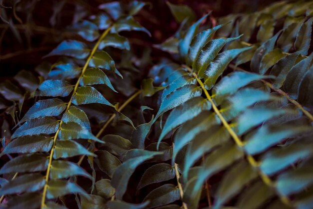 Botanical leaves