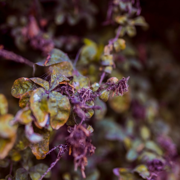 Botanical leaves