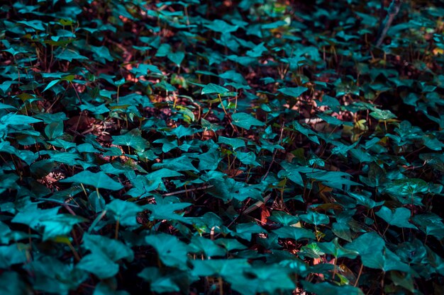 Botanical leaves