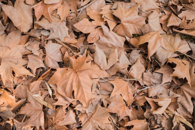 Botanical leaves