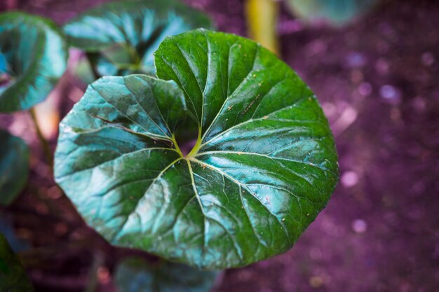 植物の葉