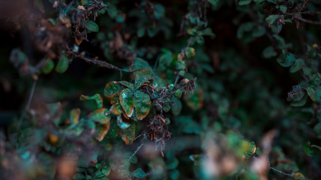 植物の葉