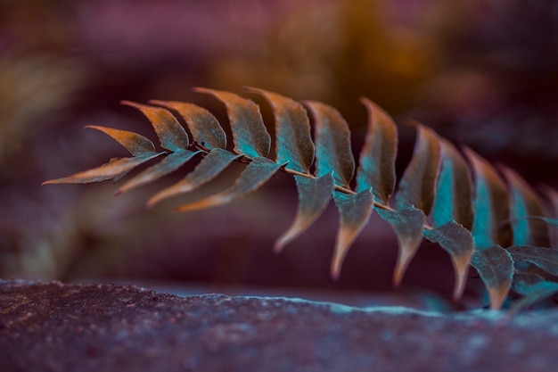 Botanical leaves