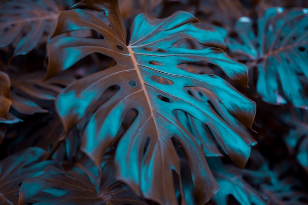 Botanical monstera leaves